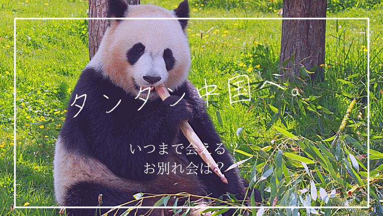 王子動物園のパンダタンタンはいつまで見れる 返還理由やグッズまとめ まじょの家